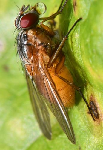 Réf. 350 583 : Phaonia rufiventris